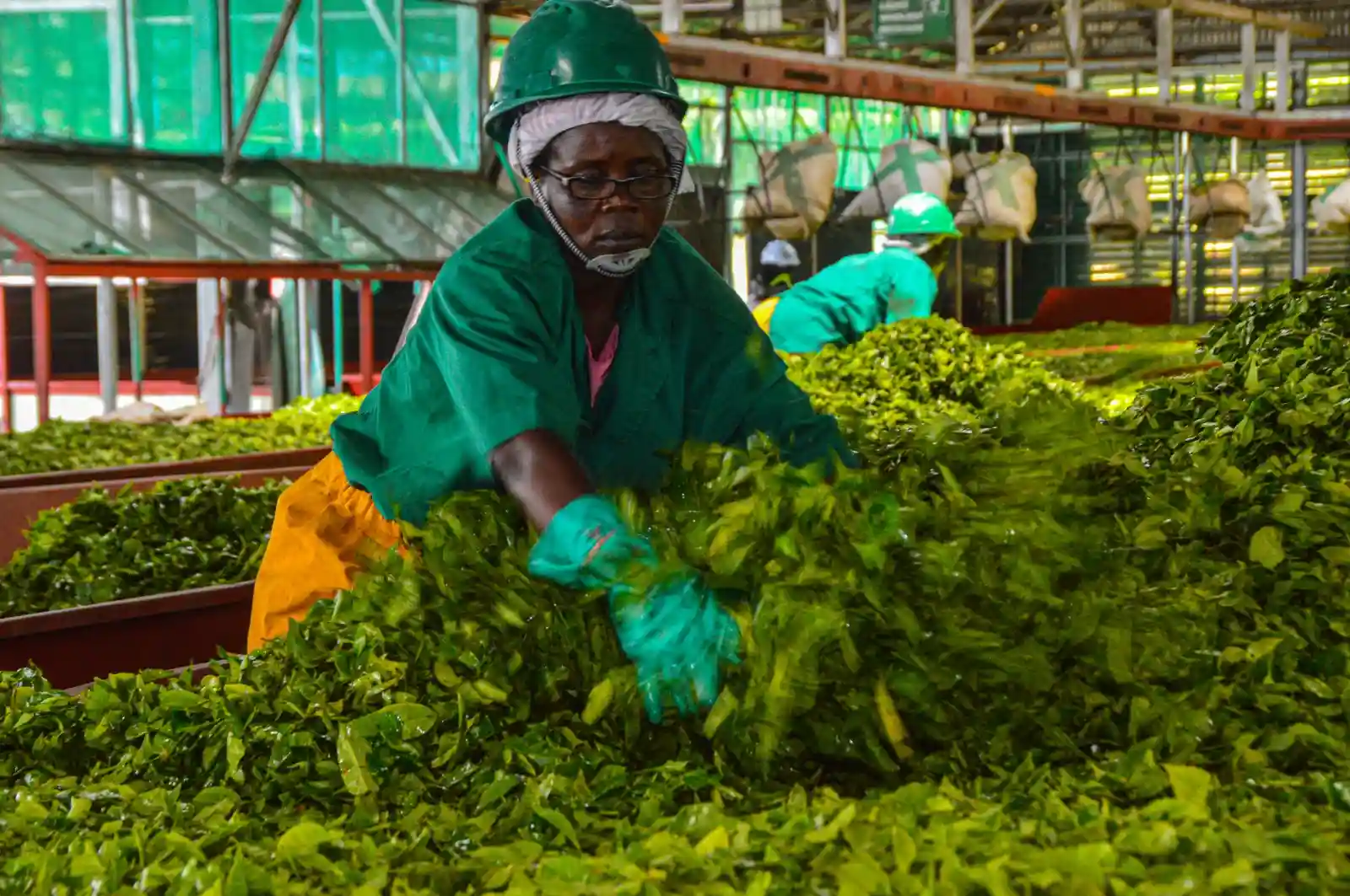 Greener Tea: Powering Sustainable Agriculture 